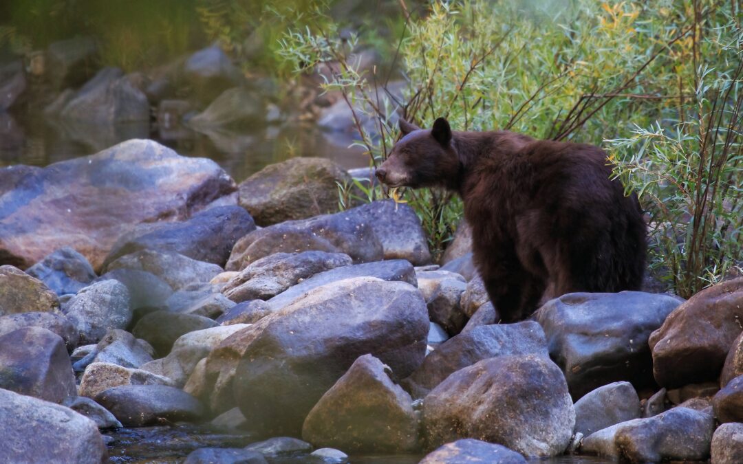 You Can’t Carry Bear Spray On These 7 U.S. Hikes