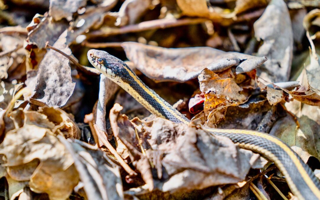 Think Twice About Visiting This Snake-Infested California Lake