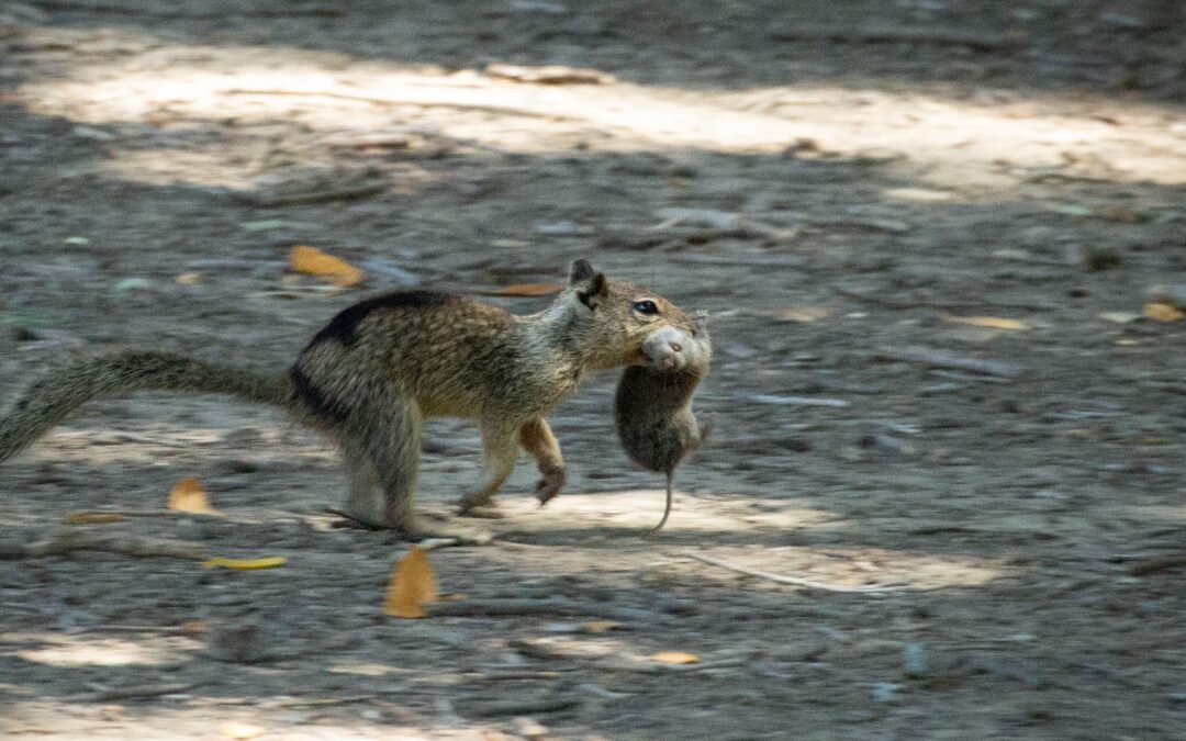New Study Reveals Squirrels Can Become Carnivorous, Learn To Hunt